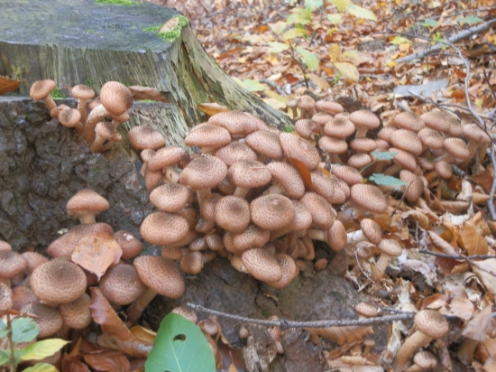 toho roku ich bolo...