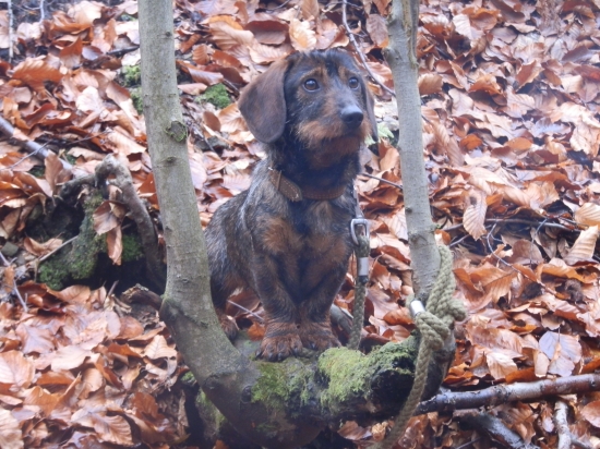 z dnešnej vychádzky