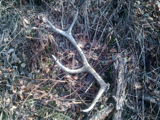 Minuloročný osmorák