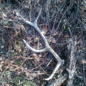 Minuloročný osmorák