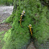 Salamandra skvrnita