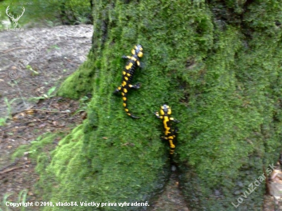 Salamandra skvrnita