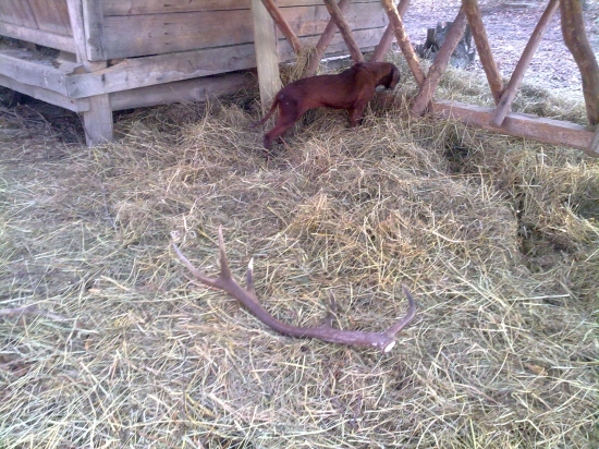 druhy sa ešte nenašiel