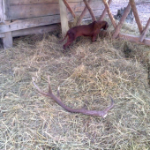 druhy sa ešte nenašiel