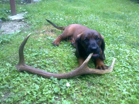 ERIK z Púčikovho dvora