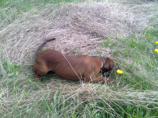 Niečo tam cítim....