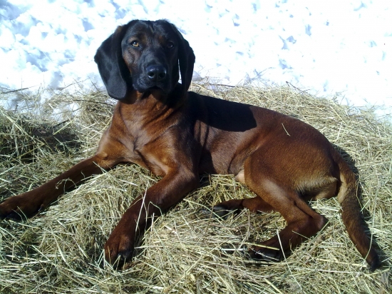 Bavorský farbiar - Erik z púčikovho dvora