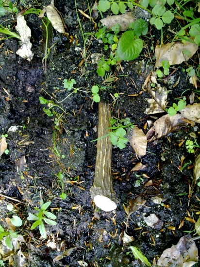 Môj prvý špicak s jelena:) 42cm