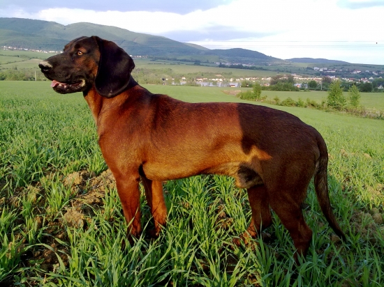 Všade pchá ten svoj ňufák :)