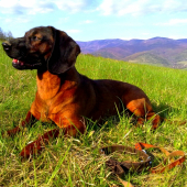 Erik