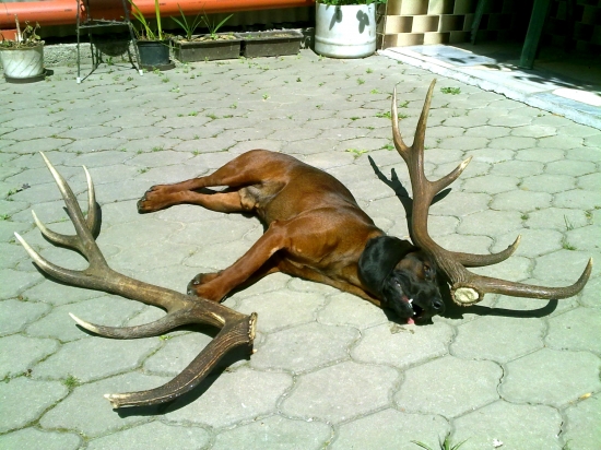 Takto vyzerá unavený zhodar- Erik z púčikovho dvora