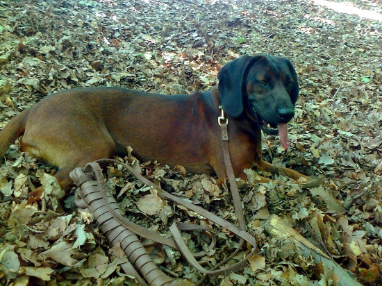 Odloženie pred dohľadávkou
