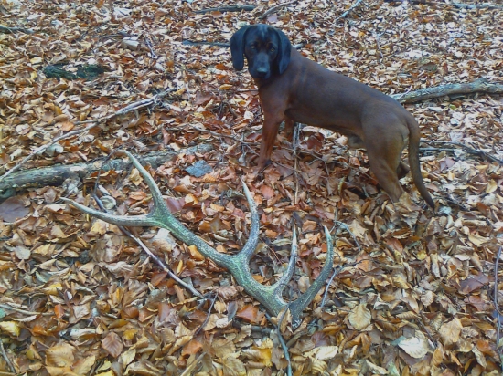 Novembrové šťastie