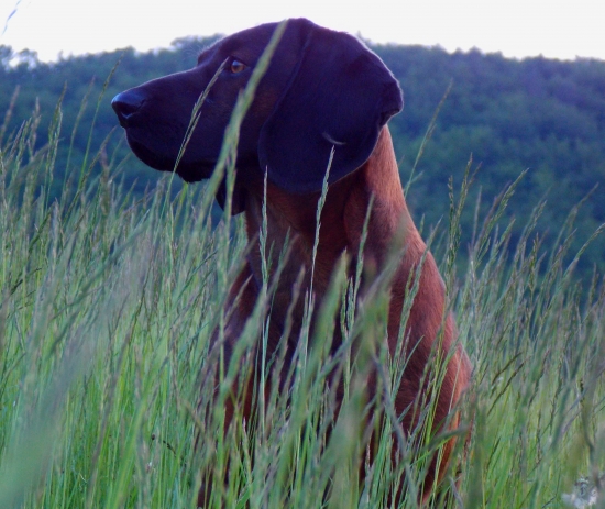 Erik z Púčikovho dvora