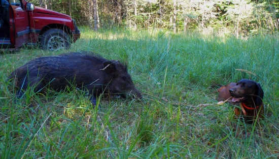 Umenie bavorského farbiara