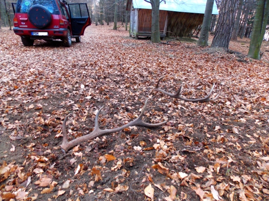 Prelomena smola, krásne vedľa seba :)