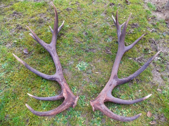 Od jeleňa s fotopasce