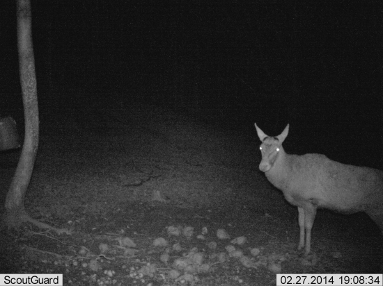 Kráľ bez svojej ozdoby