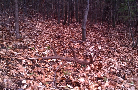 Keď mám citaka....