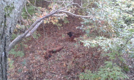 Čakaju pod posedom....