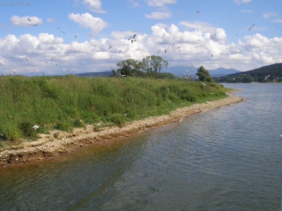 Vtaci ostrov