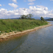 Vtaci ostrov