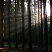 Sluneční paprsky v lese