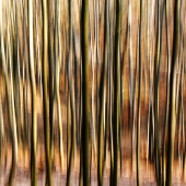 Mladý listnatý les na jaře