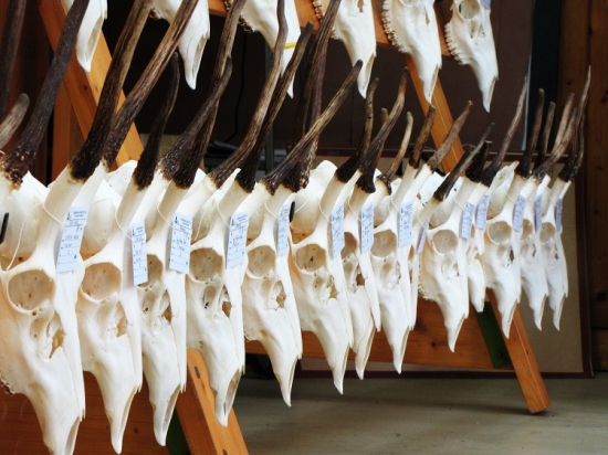 Špičáci na přehlídce