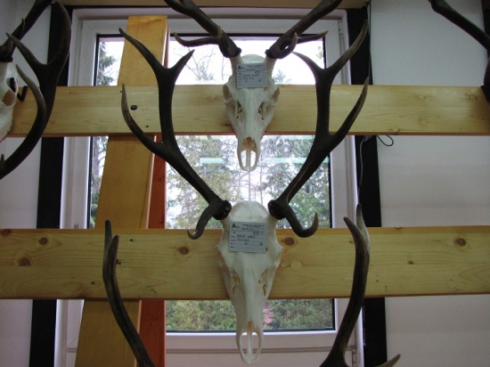 Důvod odlovu je zřejmý