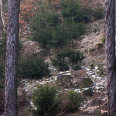 Srnec mezi modřínama i mezi smrkovýma pařezama
