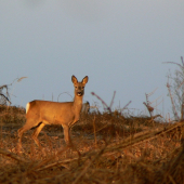 Na pasece stála, jakoby se smála :-)