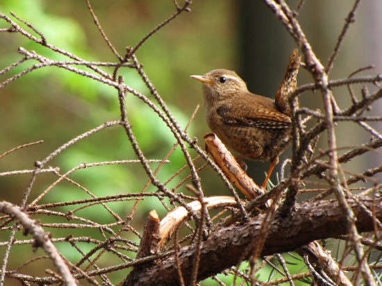 Střízlík obecný (Troglodytes troglodytes)