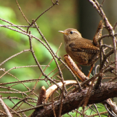 Střízlík obecný (Troglodytes troglodytes)