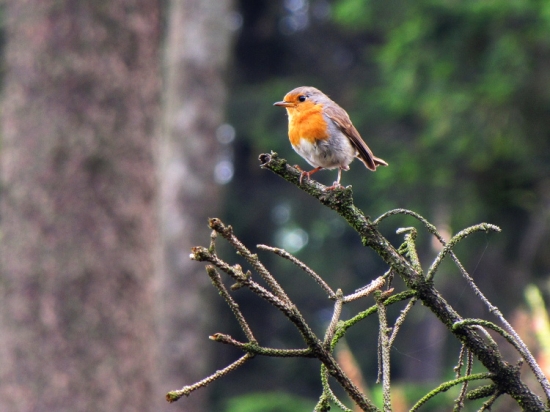 Červenka obecná (Erithacus rubecula)