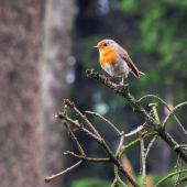 Červenka obecná (Erithacus rubecula)