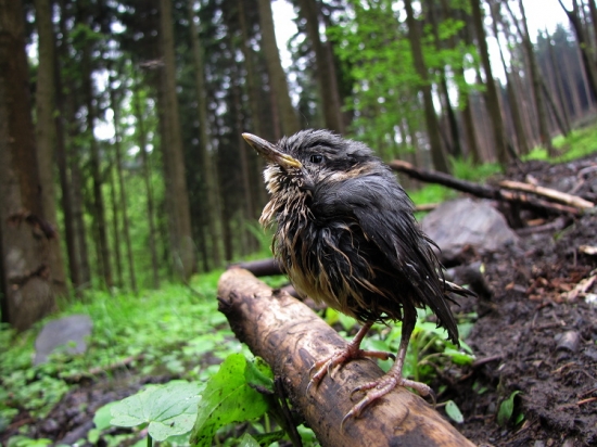 Brhlík lesní (Sitta europaea)