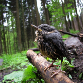 Brhlík lesní (Sitta europaea)