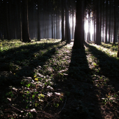 Ostružinové království - zvěři chutná