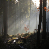 Světlo a klid v lese