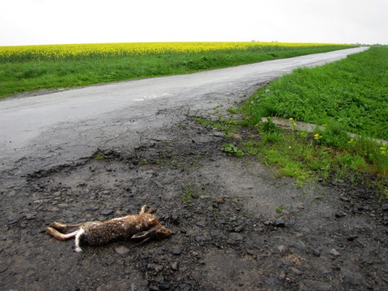 Mrtvý zajíc  za sychravého počasí