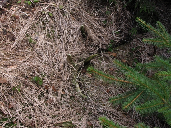 Jarní kvítek - první pohled