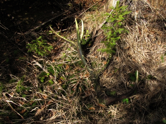 Po vytažení - zelenáč