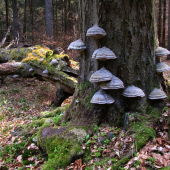 Choroše na mrtvé bukové ploše