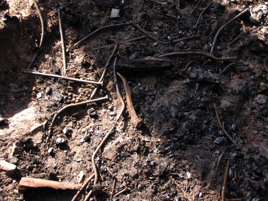 Hřebíkový parůžek (prv. pohled)