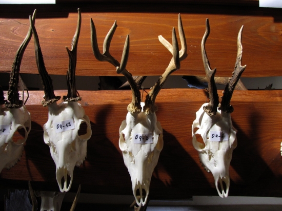 Takový zajímavý srnec, zaujal mne