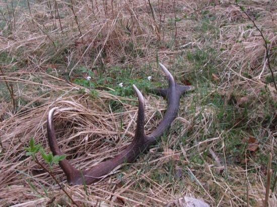 Paroh u tří sasanek