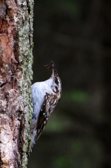 Šoupálek dlouhoprstý (Certhia familiaris)