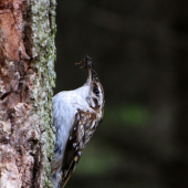 Šoupálek dlouhoprstý (Certhia familiaris)