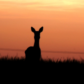 Srna při západu